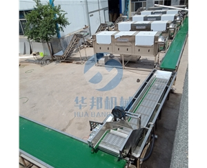 無藥水核桃仁脫皮機  去衣核桃仁設備